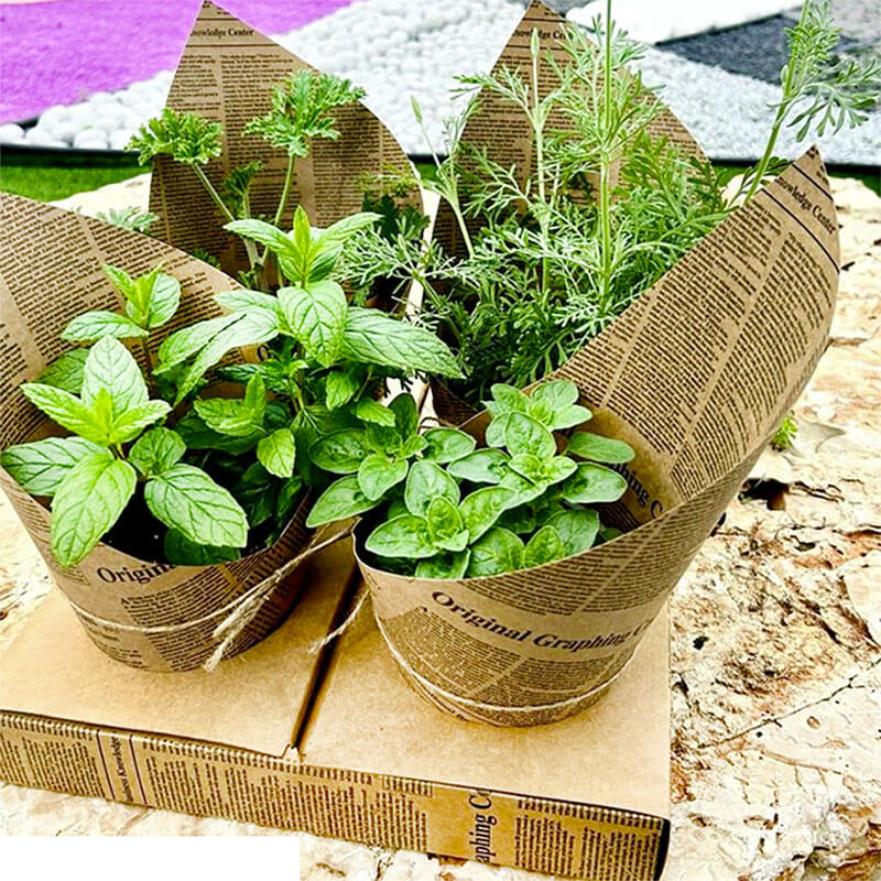 צמחי תבלין בעיטוף נייר עיתון + קופסא מקרטון