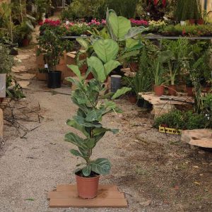 פיקוס כינורי – Ficus lyrata
