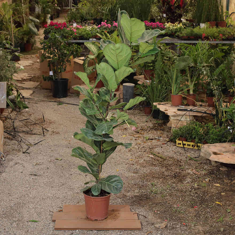 פיקוס כינורי – Ficus lyrata