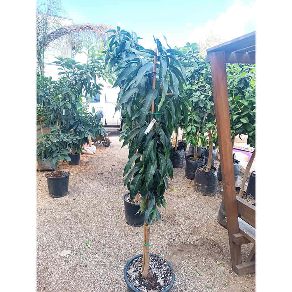 עץ מנגו מאיה