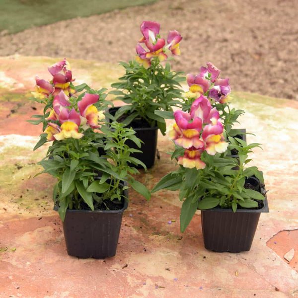 מארז של 10 לוע הארי בכוסיות | plants4u - משתלה אונליין