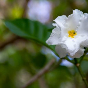טברנה מונטנה (Tabernaemontana) בפריחה