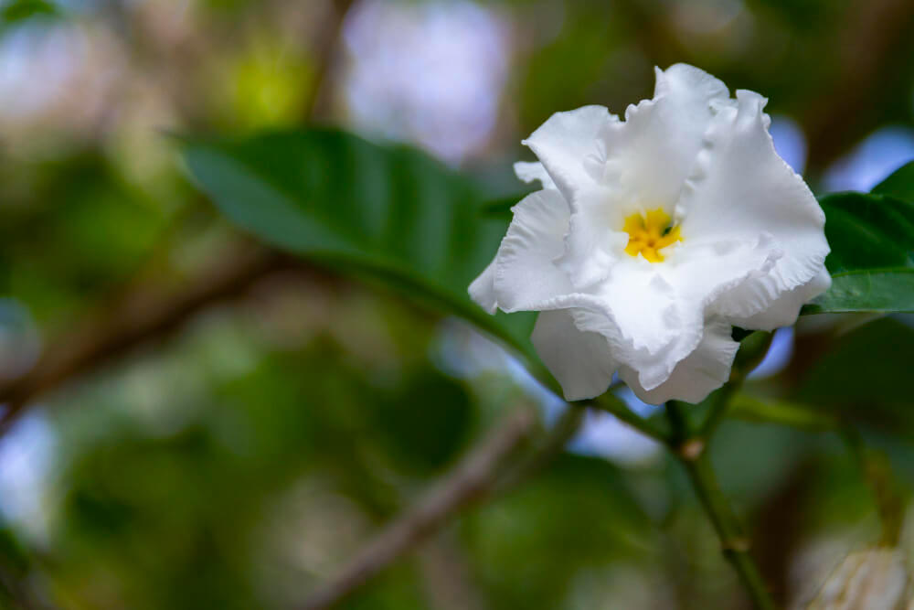 טברנה מונטנה (Tabernaemontana) בפריחה