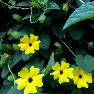 תונברגיה (Thunbergia)