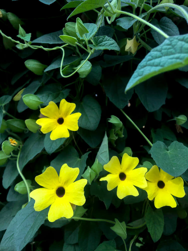 תונברגיה (Thunbergia)