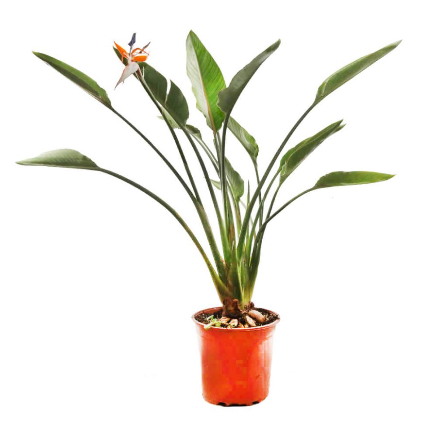 משתלת גלילות Plants4u - משתלה אונליין כולל משלוחים עד הבית