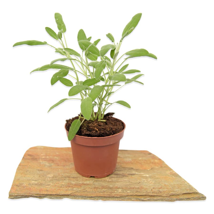 ורבנה | plants4u - משתלה אונליין