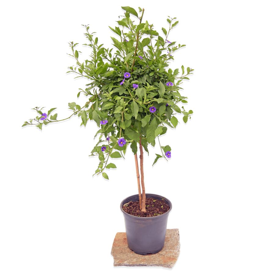משתלת גלילות Plants4u - משתלה אונליין כולל משלוחים עד הבית