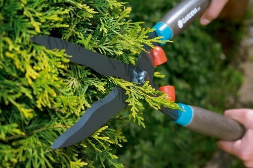 מספרי גדר חי גרדנה
