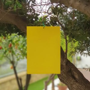 לוח דבק צהוב ללכידת חרקים