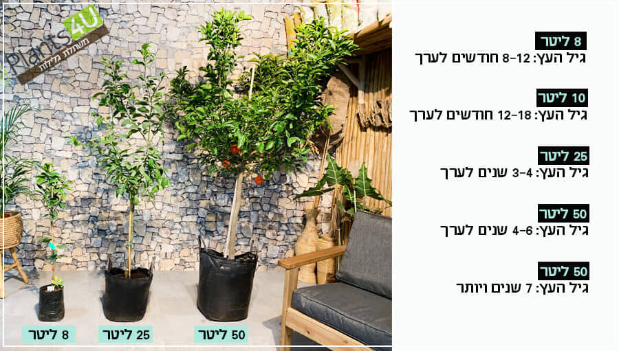 מידות עצים