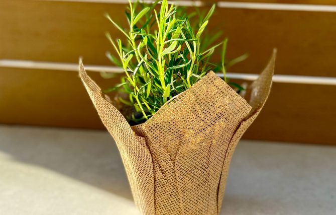 עציץ תבלין לאירוע