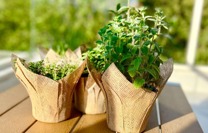 עציצי תבלינים לחתונה