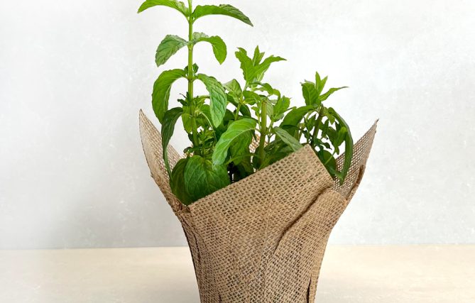 תבלין בעציץ