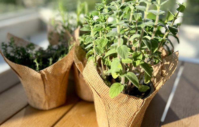 צמחי תבלין במתנה לעובדים