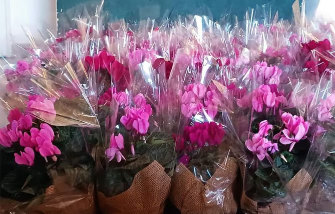 מארזי צמחים במתנה לעובדים