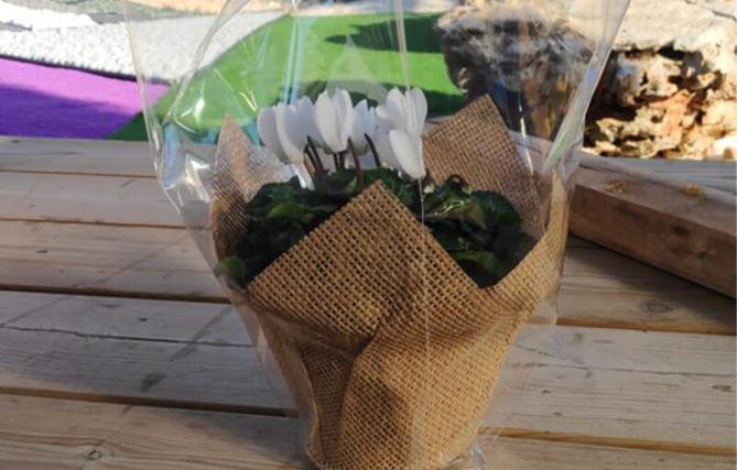 רקפת במתנה לעובד