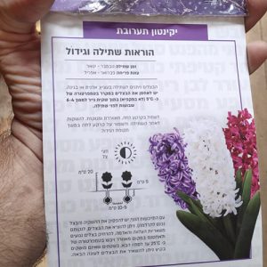 חבילת בצלי יקינטון