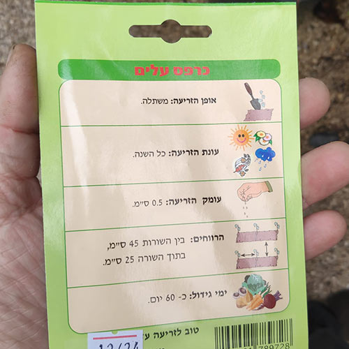 חבילת זרעי כרפס עלים
