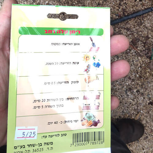 חבילת זרעי ריחן עלה רחב