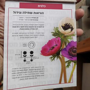 חבילת בצלי כלנית