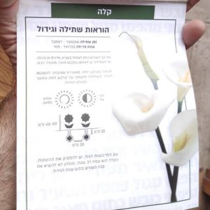 פקעות קלה