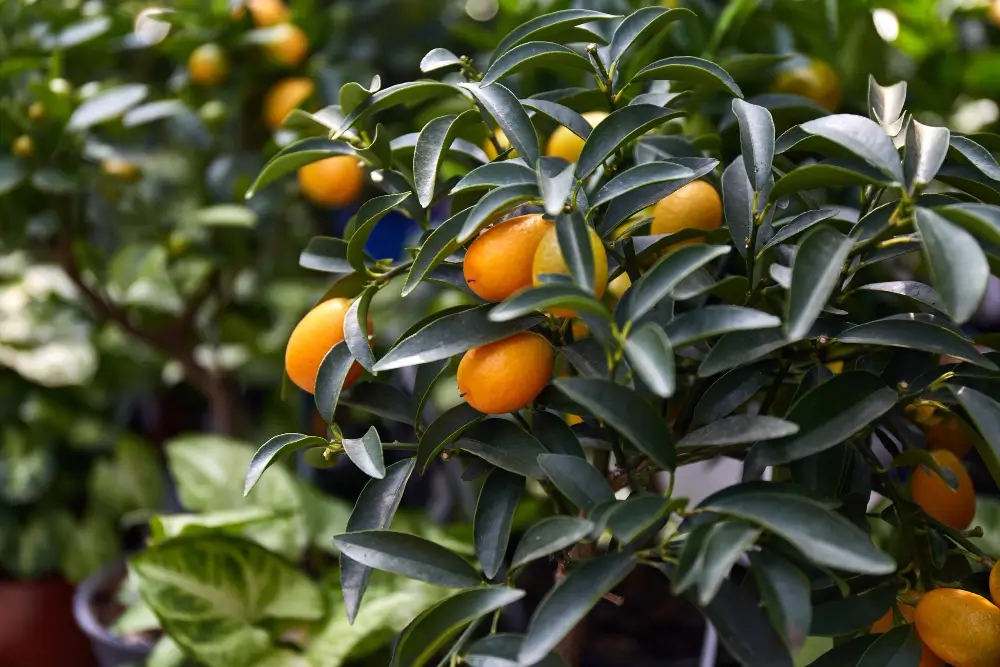 עץ תפוז סיני במרפסת